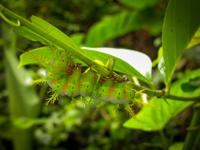 <p>Humongous silkworm on the Surama access road. The fleshy appendages sting and are not to be touched. </p>